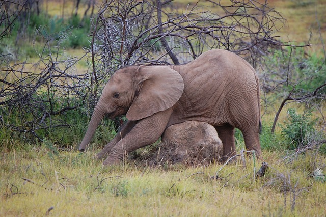 小象 野生动物保护区 大象南非 - 上的免费照片