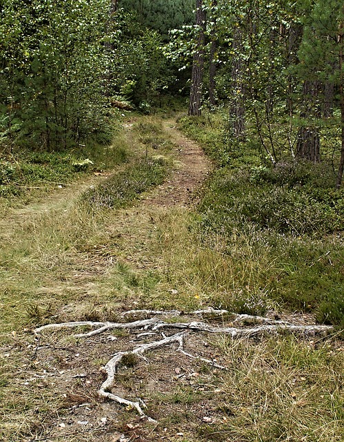 林道 蓝莓 一棵树的根 - 上的免费照片