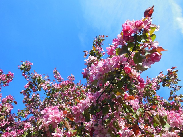 日本樱花 开花 墙纸 - 上的免费照片