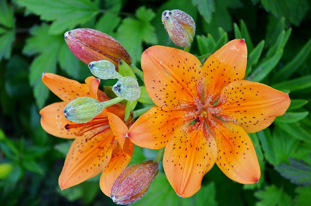 黄色红色黄花菜 百合 萱草 - 上的免费照片