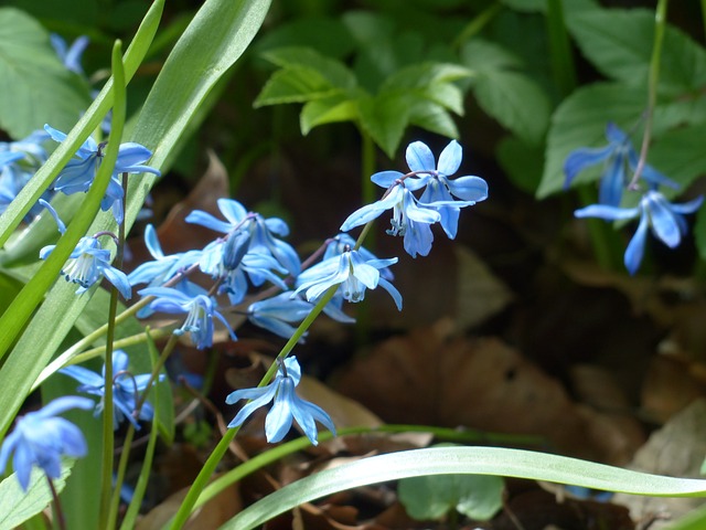 野风信子 花 开花 - 上的免费照片