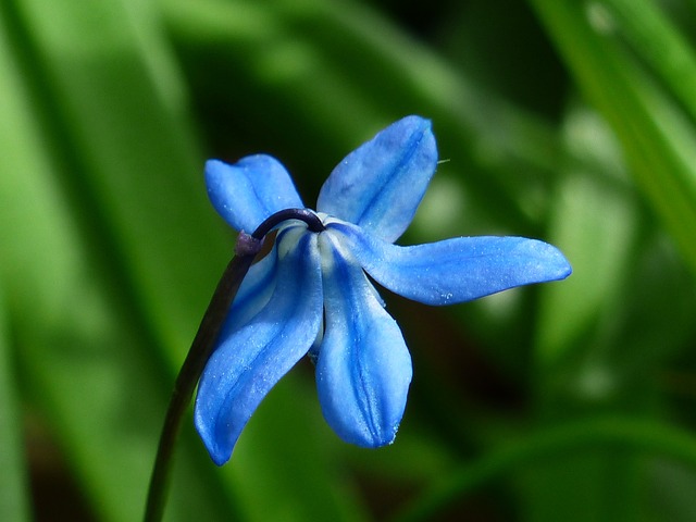 野风信子 花 开花 - 上的免费照片