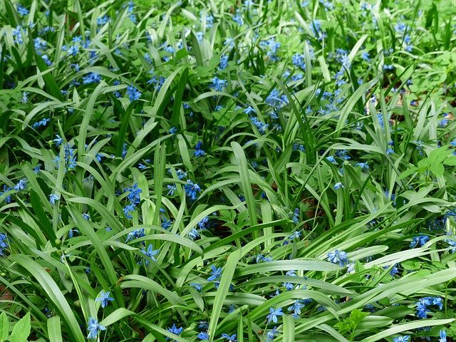 野风信子 花 开花 - 上的免费照片