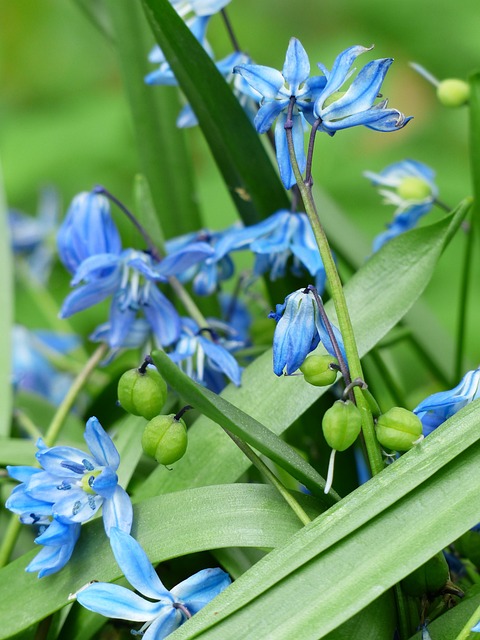 野风信子 花 开花 - 上的免费照片