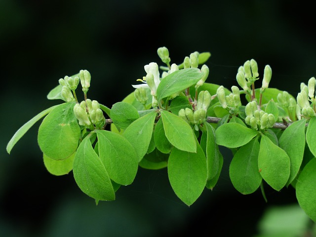 金银花 Xylosteum 灌木 - 上的免费照片