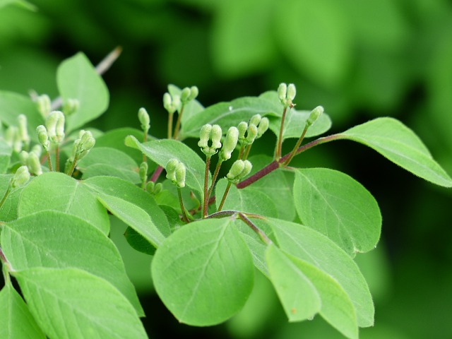 金银花 Xylosteum 灌木 - 上的免费照片