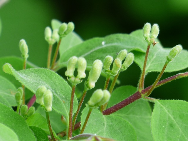 金银花 Xylosteum 灌木 - 上的免费照片