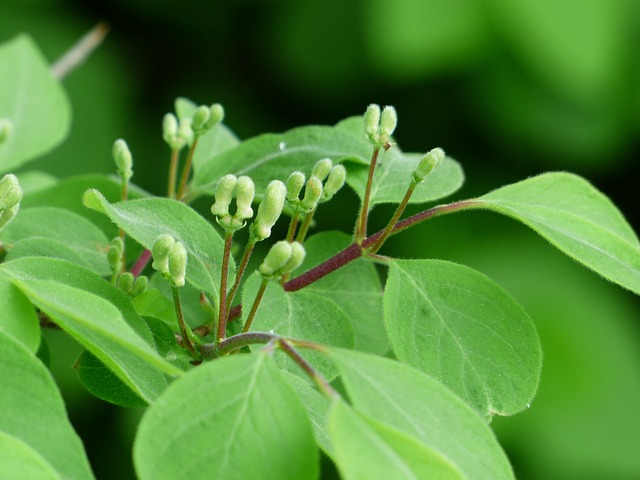 金银花 Xylosteum 灌木 - 上的免费照片