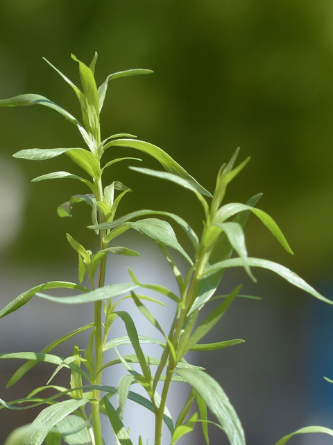 龙蒿 植物 烹饪草药 - 上的免费照片