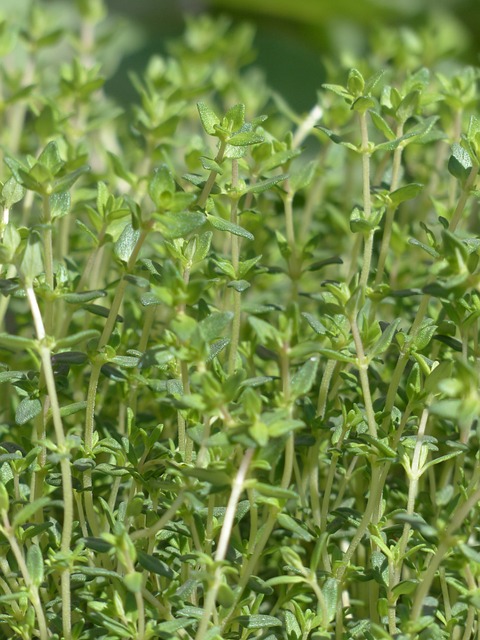 百里香 真正的百里香 烹饪草药 - 上的免费照片