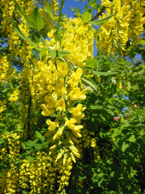 金链花 Anagyroides 豌豆家庭 特写 - 上的免费照片