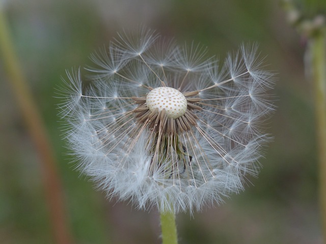 蒲公英 种子 普通蒲公英 蒲公英教派 - 上的免费照片