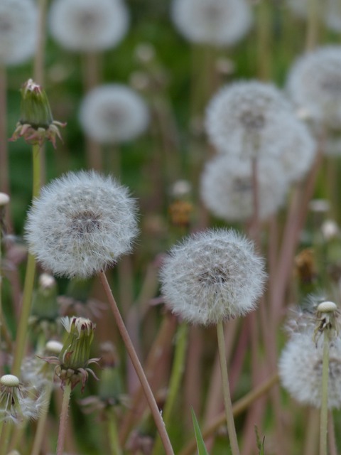 蒲公英 普通蒲公英 蒲公英教派 Ruderalia - 上的免费照片