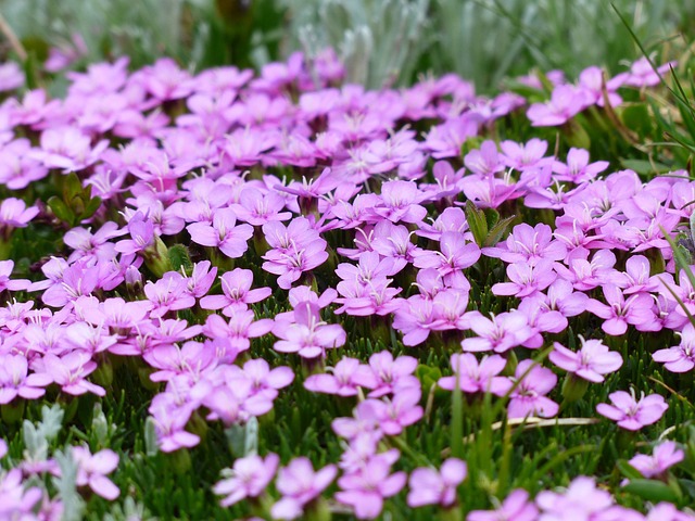 花朵 植物 草地 - 上的免费照片