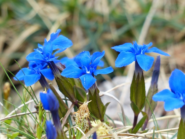春龙胆 龙胆 花 - 上的免费照片