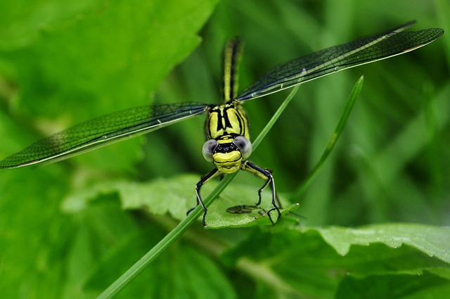 蜻蜓 昆虫 草地 - 上的免费照片