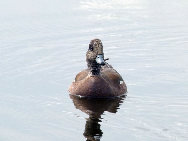 普通秋沙鸭 鸭 水鸟 - 上的免费照片