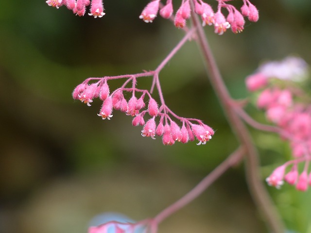 紫铃铛 花 盛开 - 上的免费照片