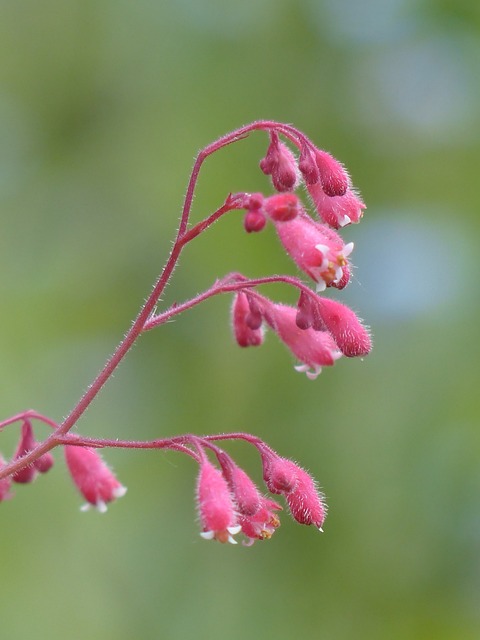 紫铃铛 花 编钟 红色叠层的 - 上的免费照片