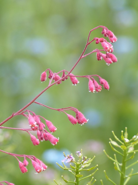 紫铃铛 花 盛开 - 上的免费照片