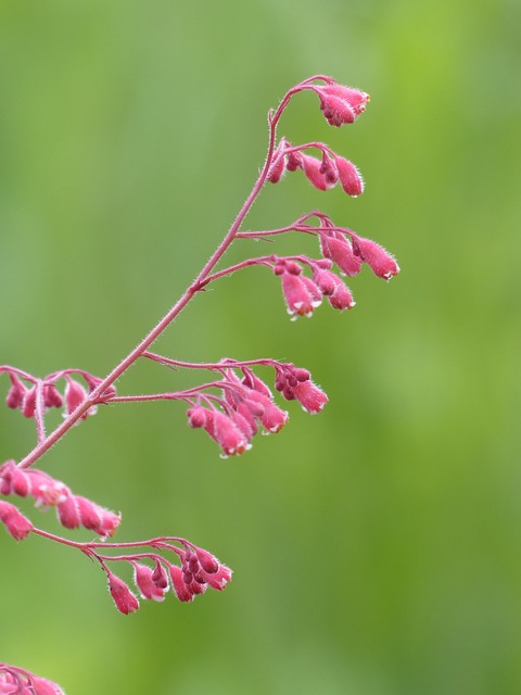 紫铃铛 花 盛开 - 上的免费照片