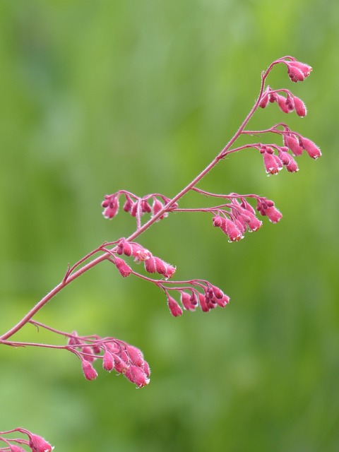 紫铃铛 花 盛开 - 上的免费照片