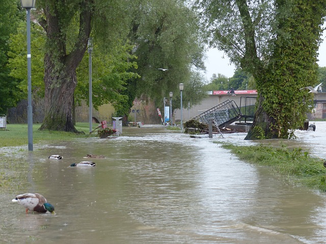 洪水 多瑙河 乌尔姆 - 上的免费照片