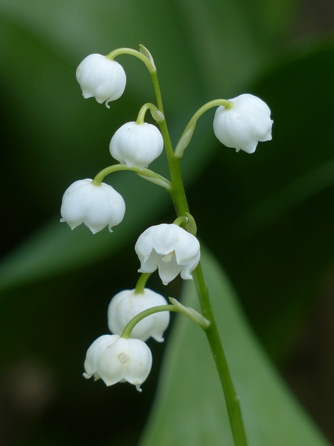 山谷里的百合 开花 白色的 - 上的免费照片