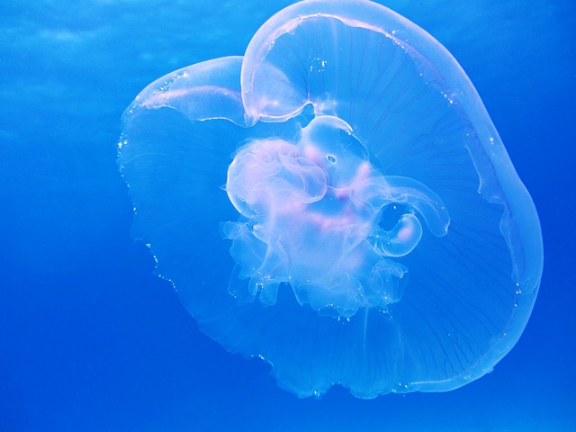 月亮 海蜇 水母 Aurita - 上的免费照片