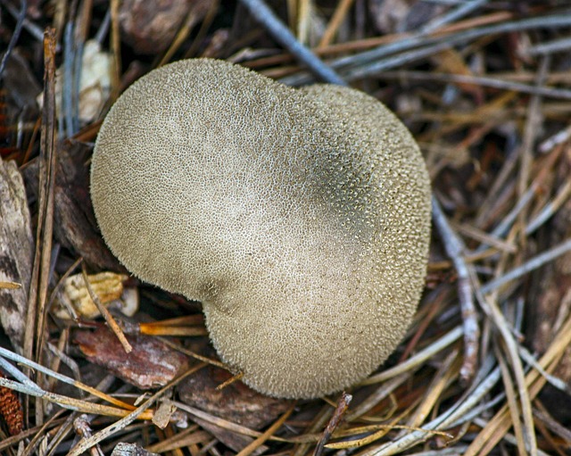 勃蘑菇 担子 孢子尘埃 - 上的免费照片