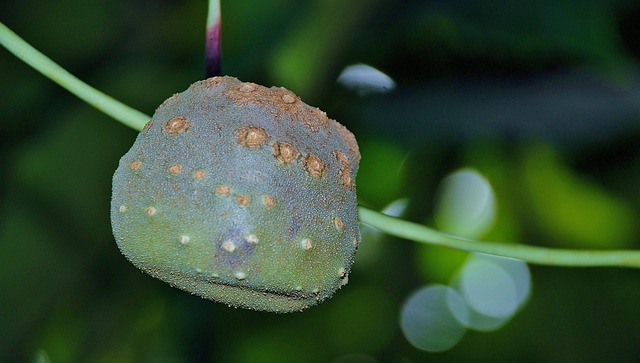 树 水果 自然 - 上的免费照片