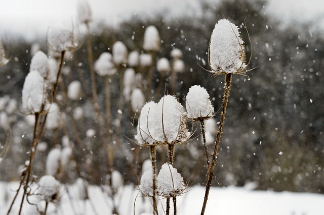 蓟 Teasels 雪 - 上的免费照片