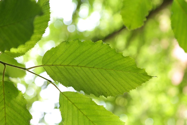叶子 角树 树 - 上的免费照片
