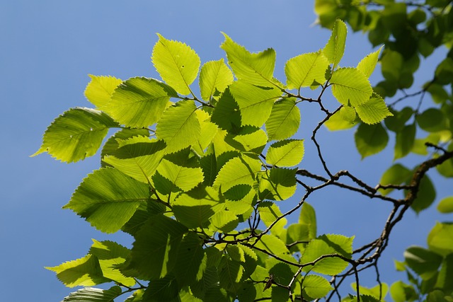 树叶 绿色 树 - 上的免费照片
