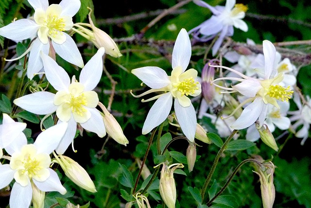 花朵 科伦 白色的 - 上的免费照片