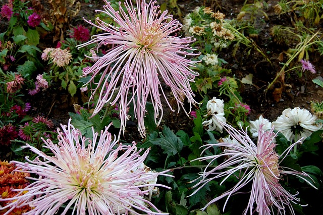 植物 花卉 菊花 - 上的免费照片