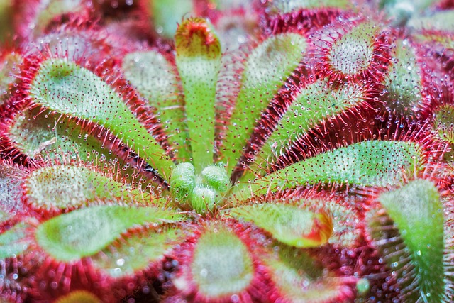 植物 花 雨露 - 上的免费照片