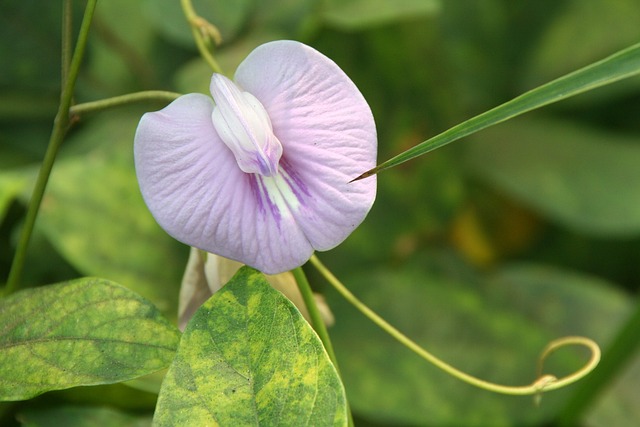 Clitoria Ternatea 蓝色 Klitorie 蝴蝶豌豆 - 上的免费照片