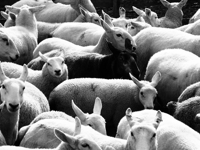 害群之马 羊 羊毛 - 上的免费照片