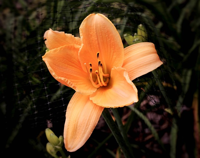 黄花菜 杏黄花菜 橙色黄花菜 - 上的免费照片