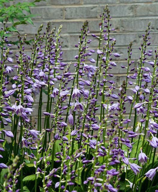 霍斯塔斯 玉簪花 紫色花朵 - 上的免费照片