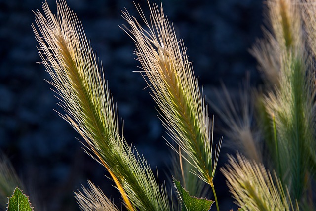 小麦作物 大麦 农作物 - 上的免费照片