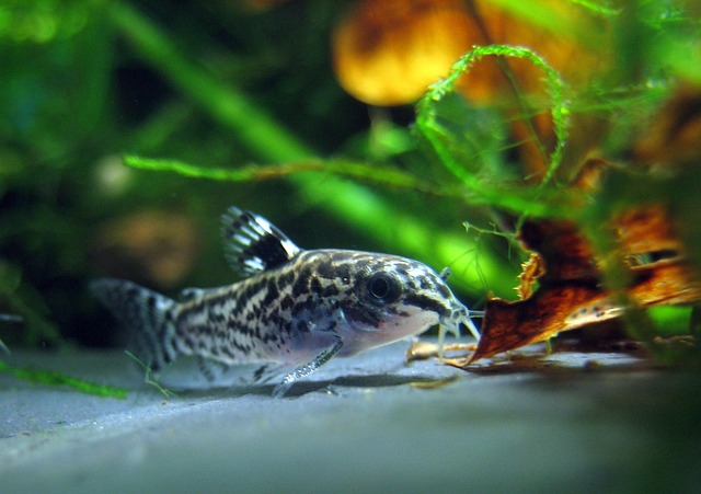 矮人 Corydoras 水族馆 鱼 - 上的免费照片