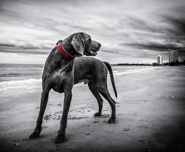 犬只 狗 海滩 - 上的免费照片