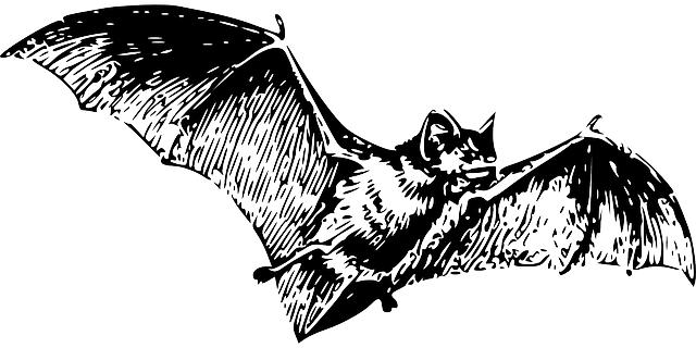蝙蝠 德古拉 动物 - 免费矢量图形