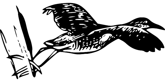 鸟 王铁路 Rallus 线虫 - 免费矢量图形