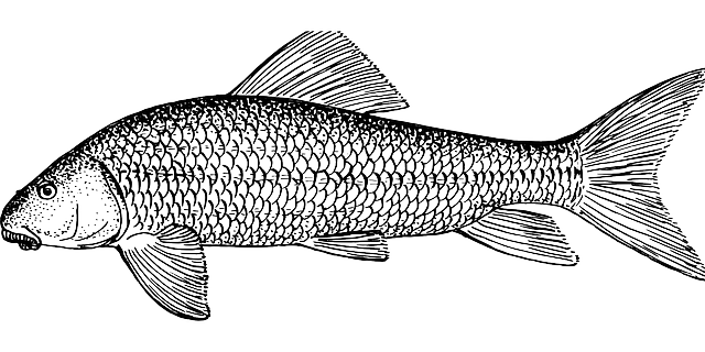 鱼 动物 生物学 - 免费矢量图形