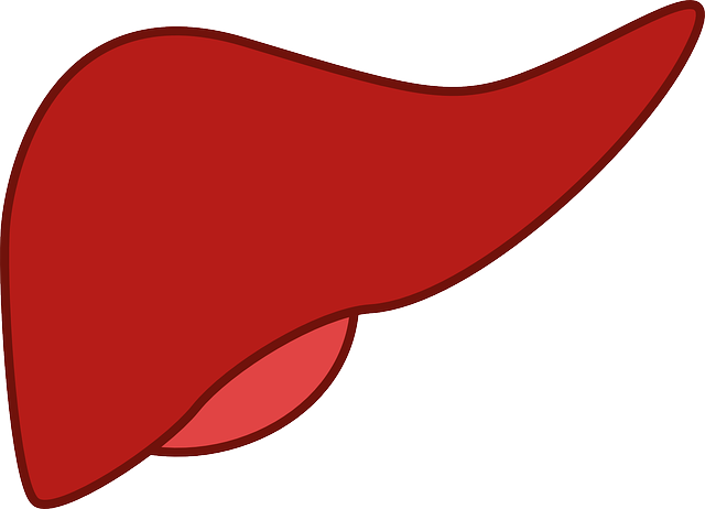 肝脏 药品 器官 - 免费矢量图形