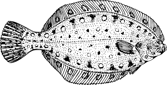 鲽鱼 鱼 - 免费矢量图形