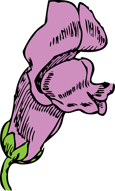 金鱼草 花 粉色的 - 免费矢量图形